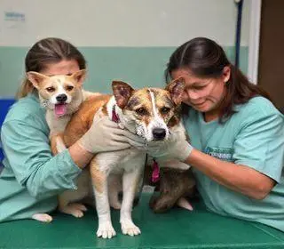 castração gratuita de cães e gatos