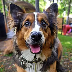 última feira de adoção de animais de São José