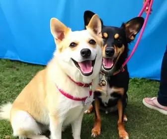 feira de adoção de cães