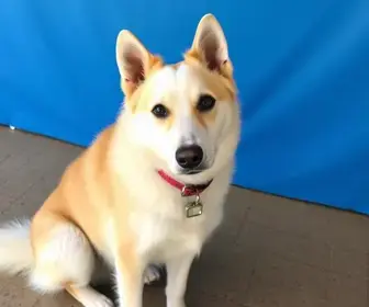 feira de adoção de cães